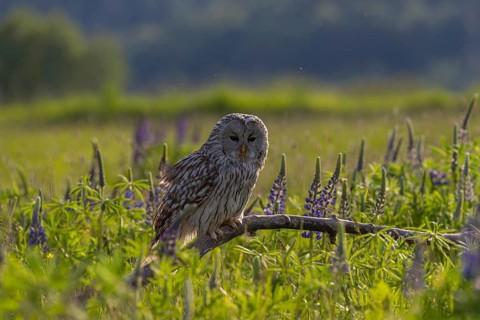 One Ural owl (Strix uralensis) sitting on a branch lying in a field of flowering lupines in late