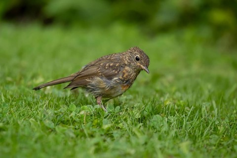 European robin (Erithacus rubecula) juvenile baby bird on a garden grass lawn in the summer,