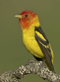 Western Tanager (Piranga ludoviciana) male, British Columbia, Canada