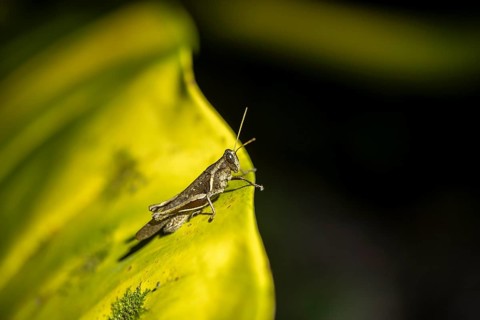 Small grasshopper sitting on a leaf, at night, Puntarenas province, Costa Rica