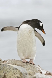 Gentoo Penguin (Pygoscelis papua), Antarctica