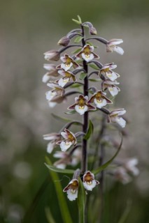 Marsh helleborine (Epipactis palustris), Emsland, Lower Saxony, Germany