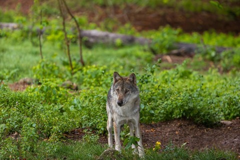 One adult male eurasian gray wolf (Canis lupus lupus) walking through the green undergrowth at a