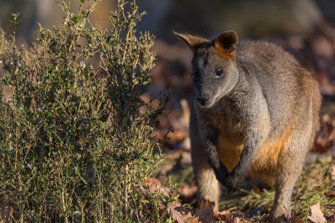 One swamp wallaby (Wallabia bicolor) next to a bush in early morning light