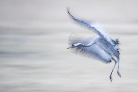 Common Crane (Grus grus) flying, Mecklenburg-Western Pomerania, Germany