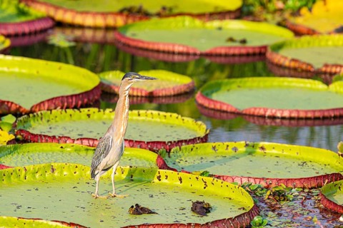 Mongrove Heron (Butorides striatus) Pantanal Brazil