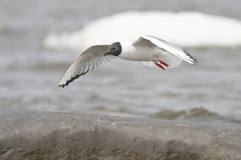 Bonaparte's Gull (Chroicocephalus philadelphia) flying, Manitoba, Canada