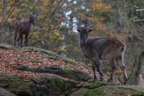 One female Himalayan Tahr (Hemitragus jemlahicus) standing in a forest. Green and yellow forest in