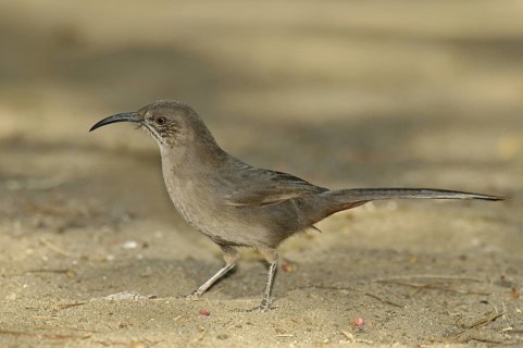 Curve-billed Thrasher (Toxostoma curvirostre), Arizona, USA