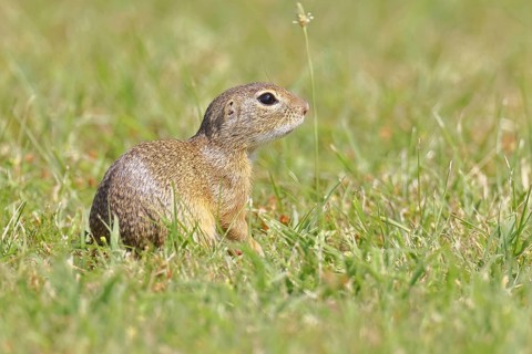 European ground squirrel (Spermophilus citellus) in a meadow, Burgenland Austria