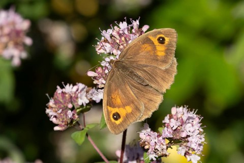 Meadow brown butterfly (Maniola jurtina) adult insect feeding on a garden herb Wild marjoram or