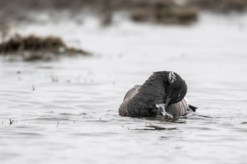 Brent goose (Branta bernicla), Amrum, Schleswig-Holstein, Germany
