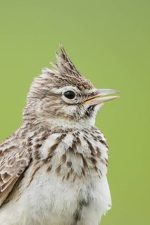 Thekla Lark (Galerida theklae), Mallorca, Spain