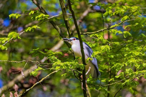 One black-crowned night heron (Nycticorax nycticorax) or black-capped night heron sits in a tree