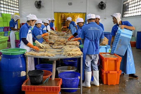 Employees of the company Chockdee Sea Products prepare dried jellyfish for export, Min Buri, near