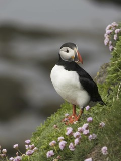 Atlantic Puffin (Fratercula arctica), Látrabjarg, Iceland