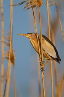Little Bittern (Ixobrychus minutus) male, Greece
