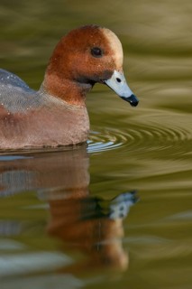 Eurasian Wigeon (Mareca penelope) male, Arizona, USA