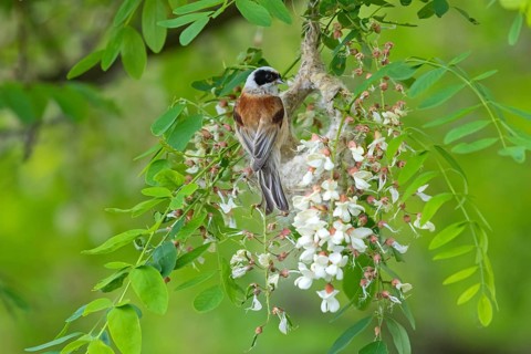 Beutelmeise, European Penduline Tit, Penduline Tit, Eurasian Penduline Tit, Eurasian Penduline-Tit,
