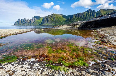 Green algae in a tidal pool, rocky coast of Tungeneset, Devil's Teeth, Okshornan, Ersfjorden, Senja