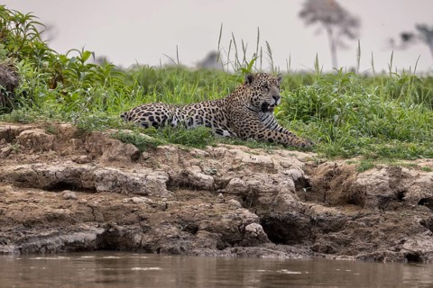 Jaguar (Panthera onca) lying on the bank, Pantanal, Brazil