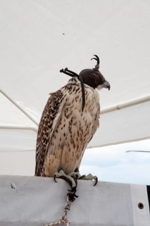 A striking falcon sits tall, adorned with a traditional leather hood. Its speckled plumage
