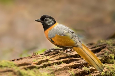 Collared Laughingthrush (Trochalopteron yersini), Bidoup National Park, Vietnam