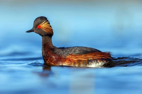 Black-necked grebe (Podiceps nigricollis), swimming in the water, Hides de El Taray / Floating Hid,