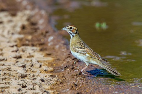 Lark Sparrow Chondestes grammacus Empire-Cienega National Conservation Area. Arizona, United States