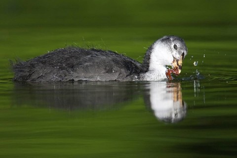 Eurasian Coot (Fulica atra) juvenile, Berlin, Germany