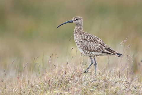 Whimbrel (Numenius phaeopus), Iceland