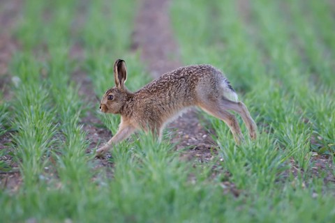 European brown hare (Lepus europaeus) juvenile baby leveret animal running across a farmland cereal
