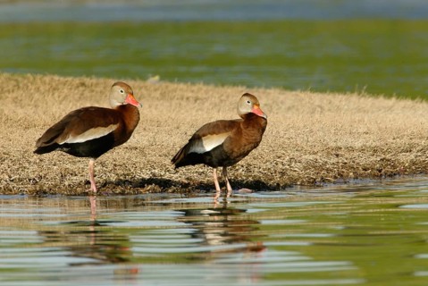 Black-bellied Whistling Duck (Dendrocygna autumnalis), Arizona, USA