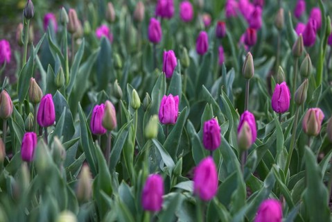 Pink tulips blooming in a dense green field of flowers, Krefeld, North Rhine-Westphalia, Germany