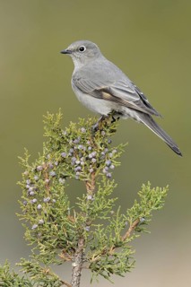 Townsend's Solitaire (Myadestes townsendi), New Mexico, USA