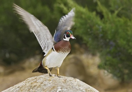Wood Duck (Aix sponsa) male, New Mexico, USA