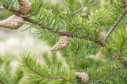 Banks' Pine (Pinus banksiana), Tharandt Forest Park, Tharandt, Saxony, Germany