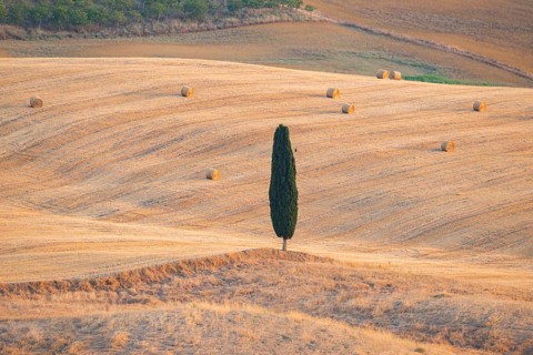 Typical Tuscan landscape in Val d'Orcia with hills, trees, fields, cypresses and farm road in