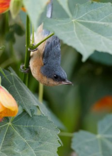 Rusty Flowerpiercer (Diglossa sittoides) male, Pichincha, Ecuador