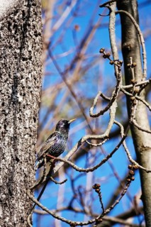Starling (Sturnus vulgaris), early March, Germany