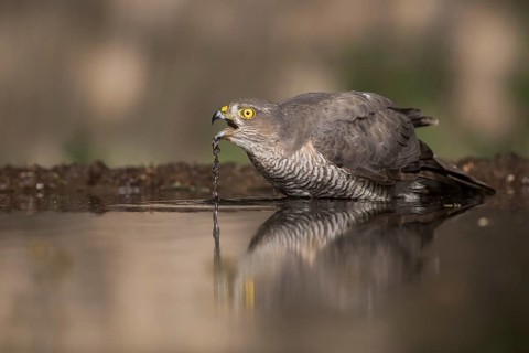 Eurasian Sparrowhawk (Accipiter nisus) female drinking at a waterhole, Subotica, Serbia