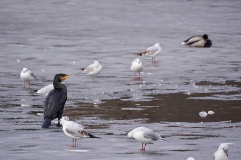 Cormorant and seagulls on a frozen lake, winter, Germany