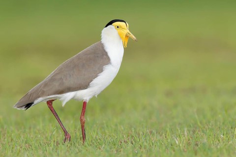 Masked Lapwing (Vanellus miles), Queensland, Australia