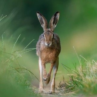 European hare (Lepus europaeus) running along a country lane, wildlife, Lower Saxony, Germany