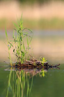 Floating vegetation in the morning light on the river Trebel, Naturpark Flusslandschaft Peenetal,