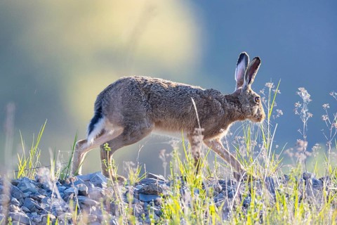 European hare (Lepus europaeus) Germany