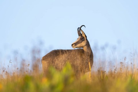 Chamois (Rupicapra rupicapra) on a meadow in the Vosges Mountains, wildlife, France