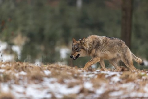 One young male eurasian gray wolf (Canis lupus lupus) walking over a forest floor with dead brown