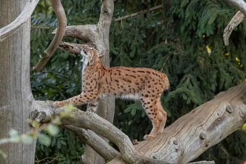One Eurasian lynx, (Lynx lynx), climbing up a dead tree. Side view with green vegetation in the