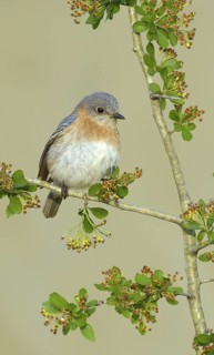 Eastern Bluebird (Sialia sialis), Texas, USA